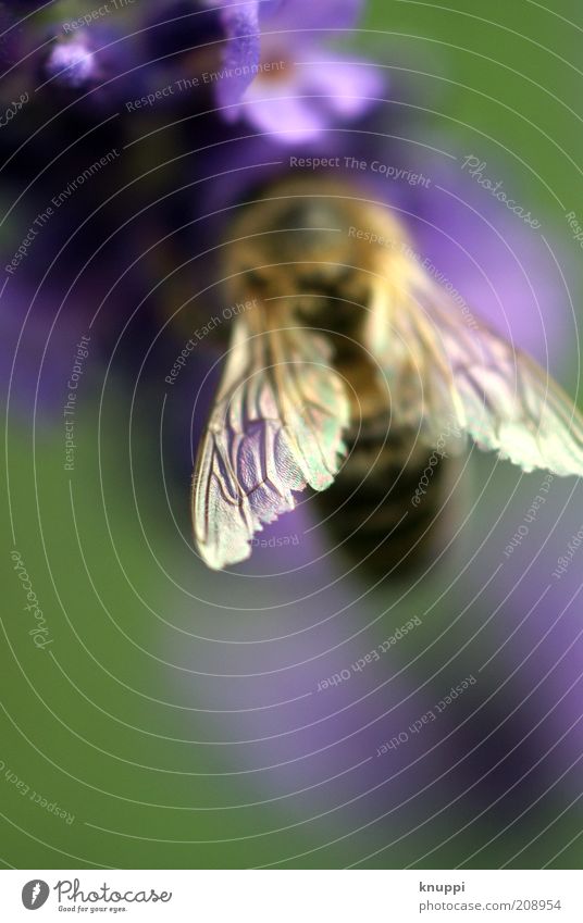 "Luftaufnahme" Honigbiene Umwelt Natur Pflanze Tier Frühling Sommer Blüte Lavendel Nutztier Wildtier Biene 1 grün violett Farbfoto mehrfarbig Außenaufnahme