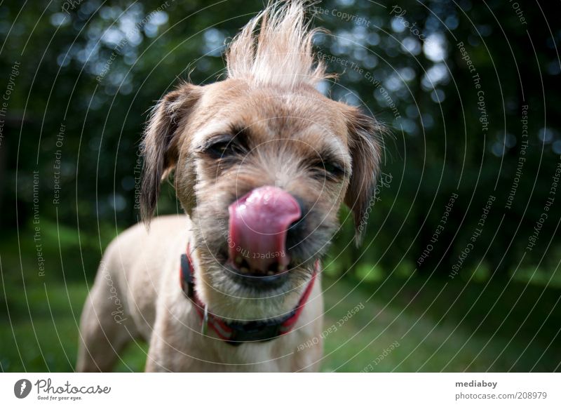 Pino`s Schleckermaul Natur Sommer Park brünett Punk Haustier Hund 1 Tier Reinigen rebellisch braun Farbfoto Außenaufnahme Tag Tierporträt Blick in die Kamera