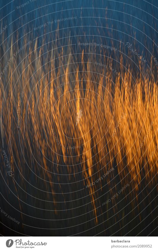 Feierlaune | Feuerwerk Feste & Feiern Silvester u. Neujahr Sonne Glas Gold Linie leuchten blau Stimmung Bewegung Energie Sinnesorgane Farbfoto Innenaufnahme