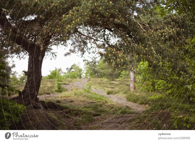 Wege Wohlgefühl Erholung ruhig Umwelt Natur Landschaft Sommer Baum Wald Hügel einzigartig entdecken Freiheit geheimnisvoll Idylle Leben nachhaltig Neugier