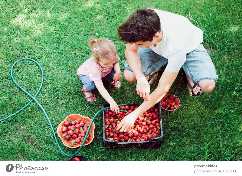 Geschwister waschen frisch gepflückte Erdbeeren in einem Garten Frucht Sommer Kind Mädchen Junge Familie & Verwandtschaft 2 Mensch Natur natürlich oben saftig