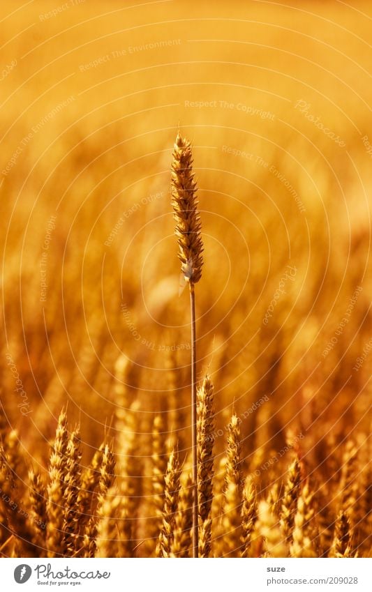 Noch 'n Korn Lebensmittel Getreide Bioprodukte Sommer Umwelt Natur Pflanze Nutzpflanze Feld Wachstum natürlich gelb gold Ähren Weizen Zerealien ökologisch