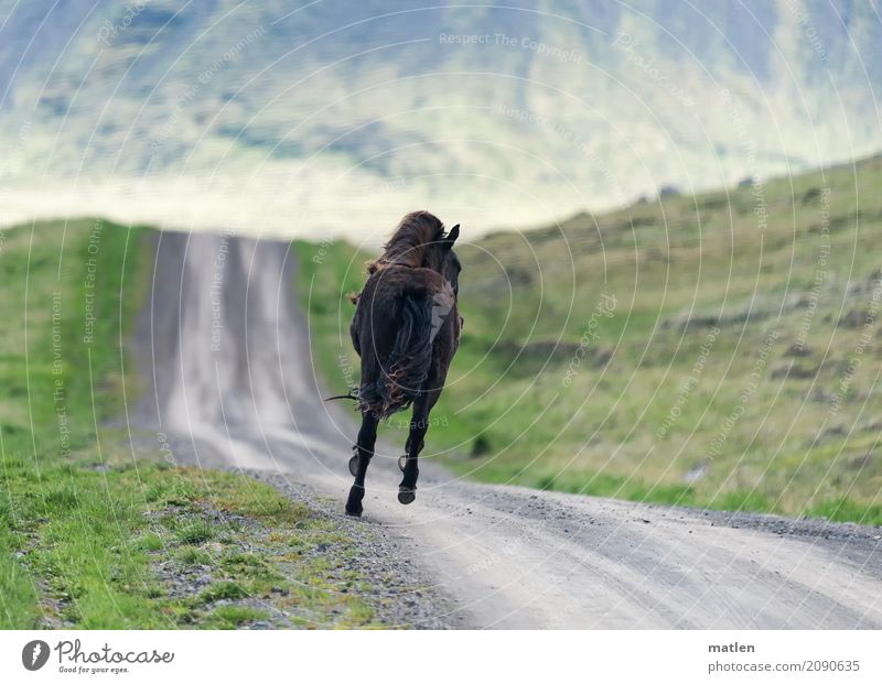 Tempo Natur Landschaft Pflanze Tier Gras Berge u. Gebirge Pferd 1 laufen rennen sportlich Geschwindigkeit braun grau grün frei Island galoppieren Piste Farbfoto