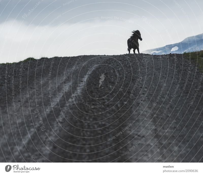 Begegnung-Vorsprung Natur Landschaft Wolken Berge u. Gebirge Tier Pferd 1 rennen blau grau Island Mähne Piste galoppieren Farbfoto Gedeckte Farben Außenaufnahme