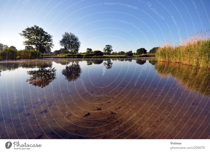 Gespiegelt! Sommer Natur Landschaft Pflanze Erde Wasser Wolkenloser Himmel Schönes Wetter Baum Park Seeufer Menschenleer ruhig Farbfoto Außenaufnahme