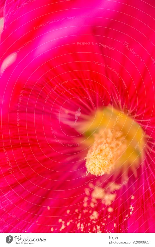 Malve, Malva arborea, Blüten Alternativmedizin Rauschmittel Blume leuchten groß hell rot Malvengewächse sonnig Arzneipflanze Heilpraktiker Kräutergarten Anbau