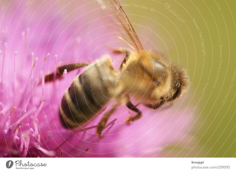 just a bee Honig Honigbiene Sommer Umwelt Natur Pflanze Tier Sonnenlicht Frühling Schönes Wetter Blume Blüte Flügel Insekt Biene 1 gelb rosa schwarz fleißig