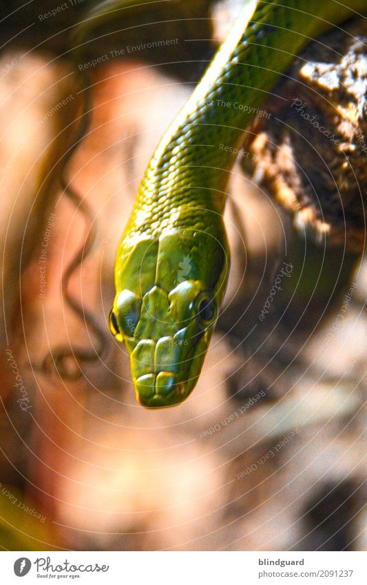 tube-snake-boogie-gr-n-ein-lizenzfreies-stock-foto-von-photocase