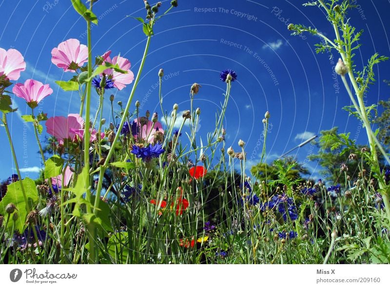 Blumenwiese Im Sommer Mit Blauem Himmel Ein Lizenzfreies Stock Foto Von Photocase