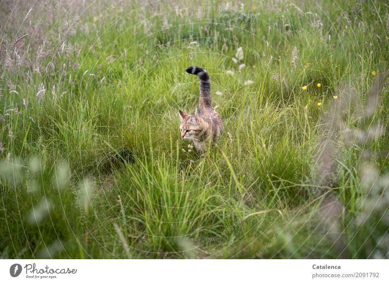 Revierkontrolle, kleine Tigerkatze durchstreift das hohe Gras auf der Wiese Natur Pflanze Tier Sommer Schönes Wetter Gräserblüte Wiesenblume Haustier Katze 1