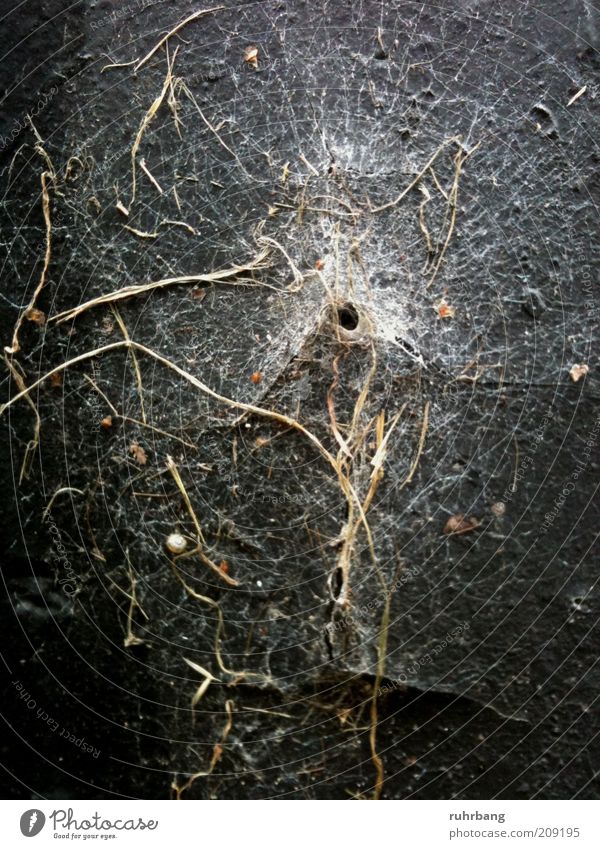 Zeitspuren Natur Pflanze Moos Loch Öffnung natürlich Spinnennetz organisch Farbfoto Außenaufnahme Menschenleer Zentralperspektive Spinngewebe Wand Falle Tag