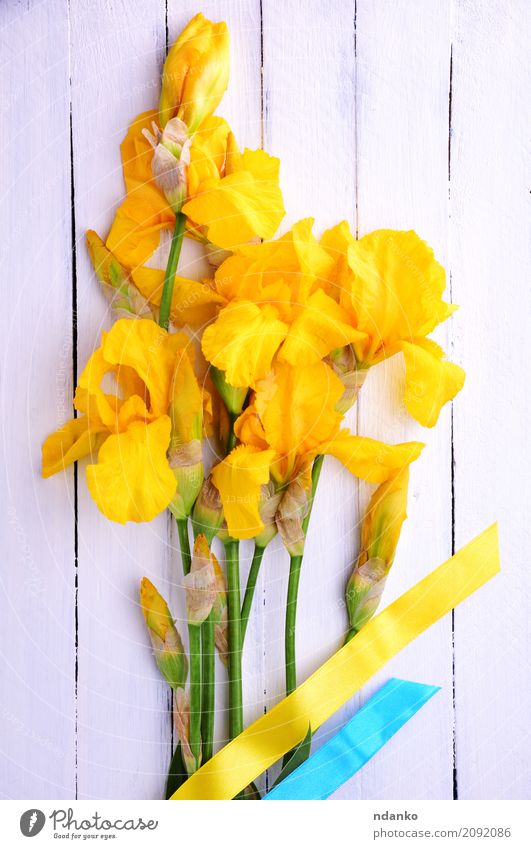 Bouquet von blühenden gelben Schwertlilien schön Sommer Feste & Feiern Ostern Blume Blatt Blüte Blumenstrauß Holz Blühend frisch hell blau weiß Farbe