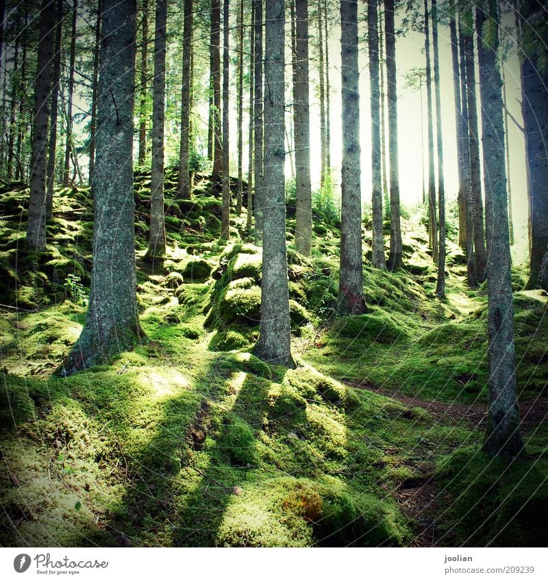 Sonnenmoos im Wald Umwelt Natur Landschaft Pflanze Urelemente Erde Sonnenlicht Frühling Sommer Herbst Klimawandel Schönes Wetter Baum Gras Moos Grünpflanze