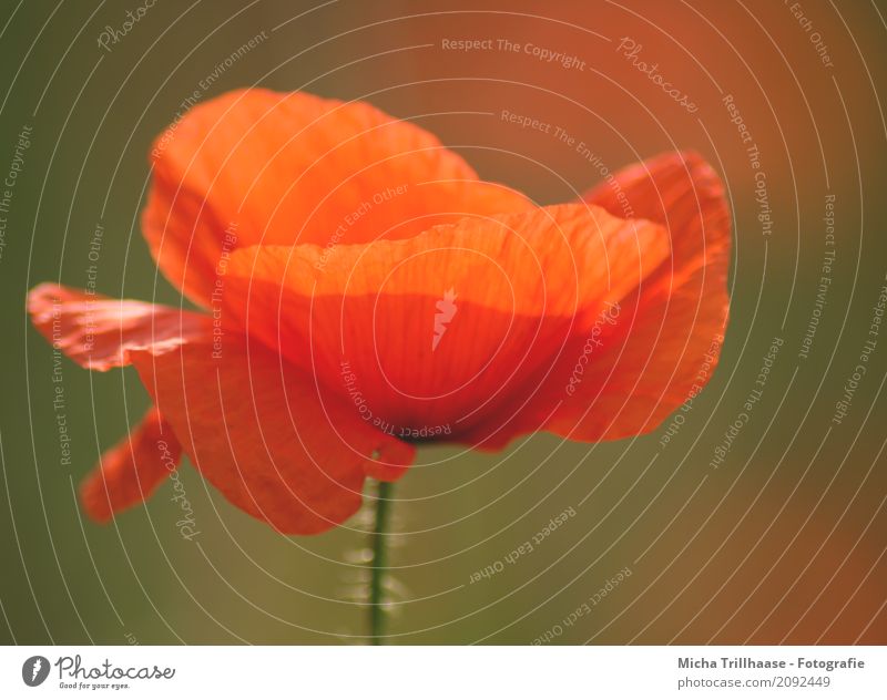 Leuchtende Mohnblume Umwelt Natur Pflanze Sonne Sonnenlicht Schönes Wetter Blume Blüte Wildpflanze Mohnblüte Blütenblatt Blühend leuchtende Farben verblüht