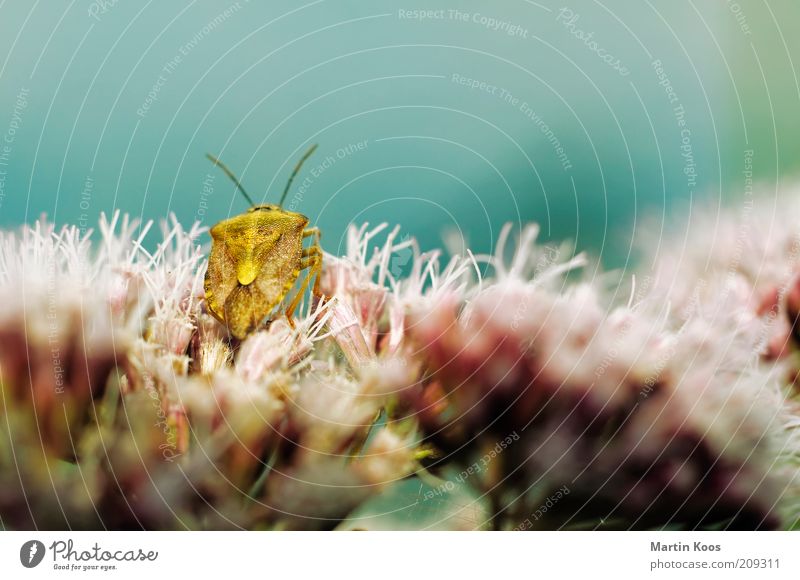 Wunderbare Wanze Natur Pflanze Tier eckig exotisch gelb gold Insekt Käfer Blume Fühler Panzer sitzen Geruch stinkend Biologie Schädlinge Farbfoto mehrfarbig