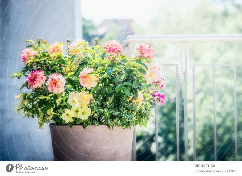 Blumentopf mit Rosen, Petunien und Verbenen auf Balkon Lifestyle Stil Design Sommer Häusliches Leben Haus Garten Dekoration & Verzierung Natur Pflanze Blatt