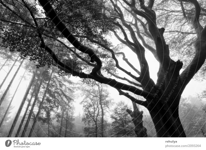 Nebeliger Herbstwald mit Baumschattenbildern in der Dämmerung Natur Landschaft Wald Gelassenheit Abenddämmerung Ast Hintergrund Buchsbaum nadelhaltig Aussicht