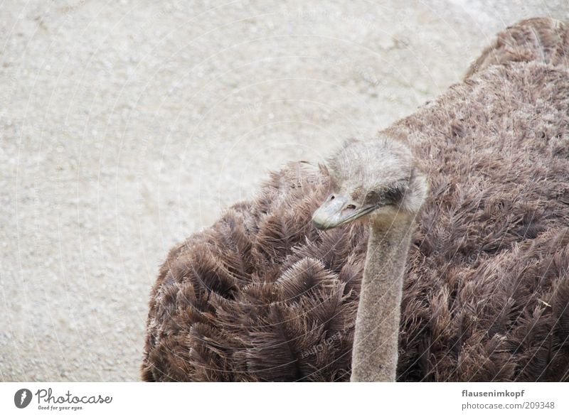 struthio camelus Sommer Tier Wildtier Vogel Zoo 1 beobachten Blick warten kuschlig Neugier braun grau Gelassenheit ruhig Strauß Laufvogel Anschnitt Ton-in-Ton