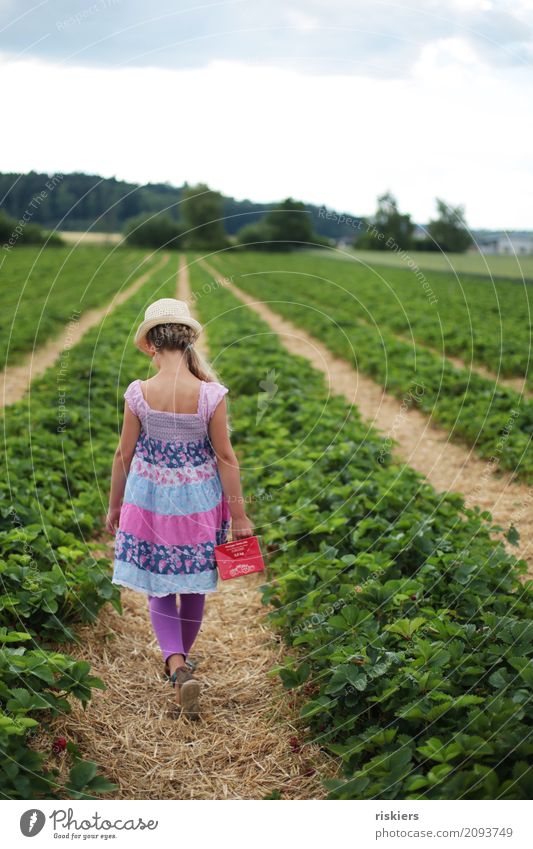 im Erdbeerfeld Mensch feminin Kind Mädchen Kindheit 1 8-13 Jahre Umwelt Natur Landschaft Pflanze Frühling Sommer Schönes Wetter Erdbeeren Feld gehen Blick frei