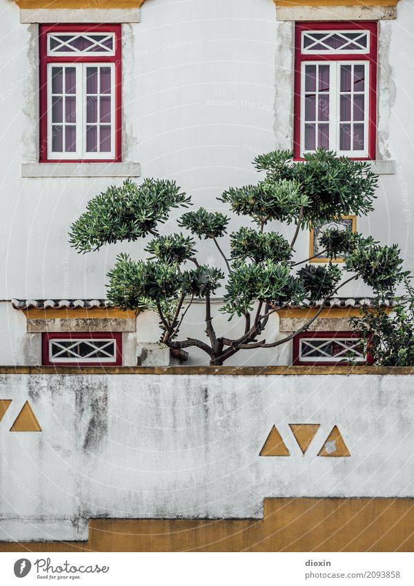 secret garden Pflanze Baum Garten Lissabon Portugal Hauptstadt Hafenstadt Menschenleer Haus Gebäude Mauer Wand Fassade Fenster Wachstum Häusliches Leben