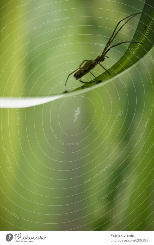 Streckerspinne Umwelt Natur Tier Frühling Gras Wildtier Spinne 1 dünn lang grün Farbfoto Detailaufnahme Makroaufnahme Menschenleer Textfreiraum unten Tag