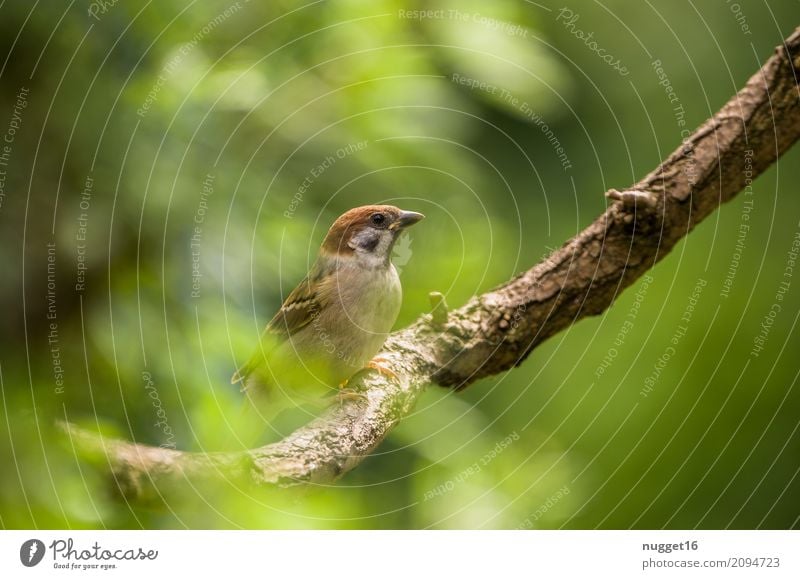 Sperling Umwelt Natur Tier Frühling Sommer Herbst Schönes Wetter Baum Sträucher Garten Park Wald Wildtier Vogel Spatz 1 ästhetisch frech Freundlichkeit