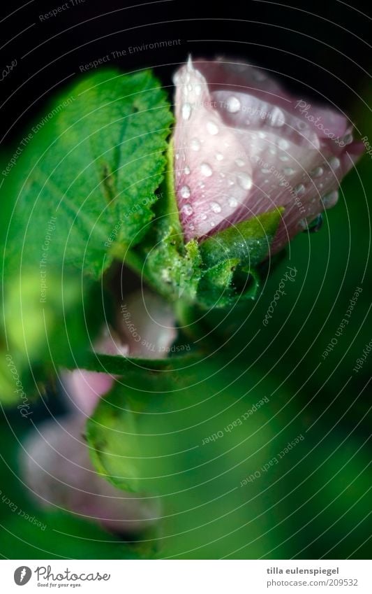 erfrischung gefällig? Sommer Umwelt Natur Pflanze Wassertropfen schlechtes Wetter Regen Blume Blatt Blüte nass natürlich wild grün rosa Unschärfe Farbfoto