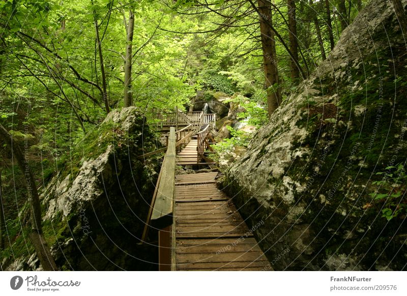 Stairway to Green Hell Freizeit & Hobby Ferien & Urlaub & Reisen Tourismus Ausflug Sommer Sommerurlaub Berge u. Gebirge wandern Umwelt Natur Landschaft Pflanze