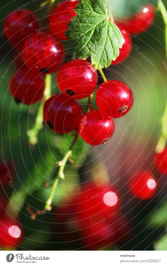 Erntezeit !!! Lebensmittel Frucht Ernährung Gesundheit Sommer Schönes Wetter Wachstum sauer süß grün rot genießen Johannisbeeren fruchtig Gartenobst Tag