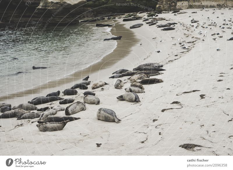Seal Beach - La Jolla Umwelt Natur Sand Wasser Küste Strand Bucht Tier Wildtier Seelöwe Robben Robbenkolonie Tiergruppe Rudel Schwimmen & Baden Erholung liegen