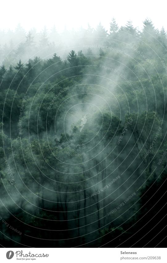 da liegt was in der Luft Ausflug Ferne Umwelt Natur Landschaft Pflanze Wasser Himmel Wolken Sommer Herbst Klima Wetter Wind Nebel Baum Wald ästhetisch dunkel