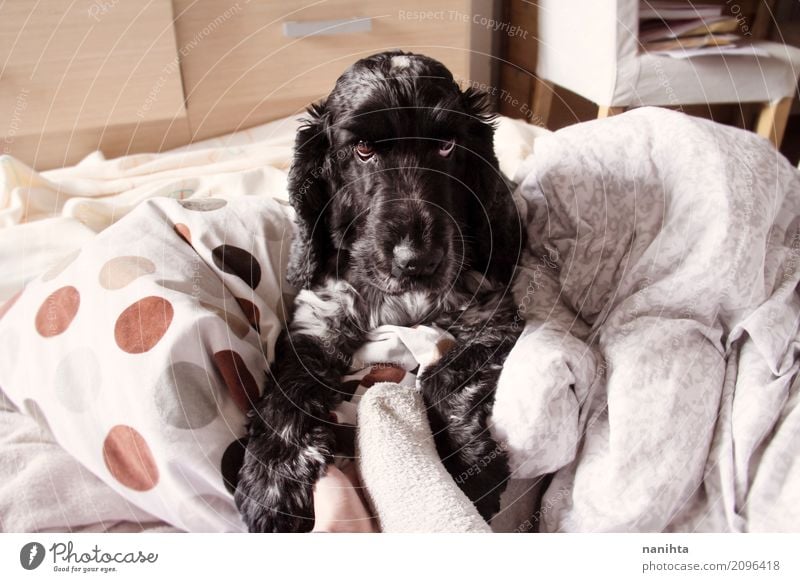 Entzückender Cockerspanielhund Lifestyle Häusliches Leben Wohnung Innenarchitektur Bett Kopfkissen Tier Haustier Hund 1 liegen Blick Freundlichkeit listig