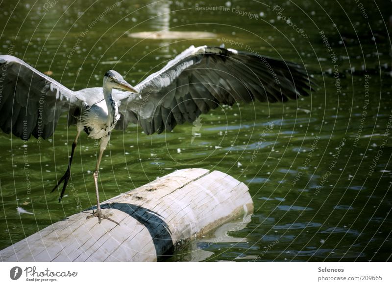 Landeanflug Ferien & Urlaub & Reisen Ausflug Freiheit Sommer Umwelt Natur Landschaft Pflanze Tier Wasser Klima Baum Wellen Küste Teich See Wildtier Flügel Zoo