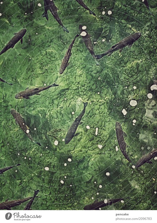 lebenselixier | frischer fisch Urelemente Wasser Tier Wildtier Fisch Schwarm Leben Lebensfreude Fischschwarm wach grün lebenswichtig Farbfoto Außenaufnahme