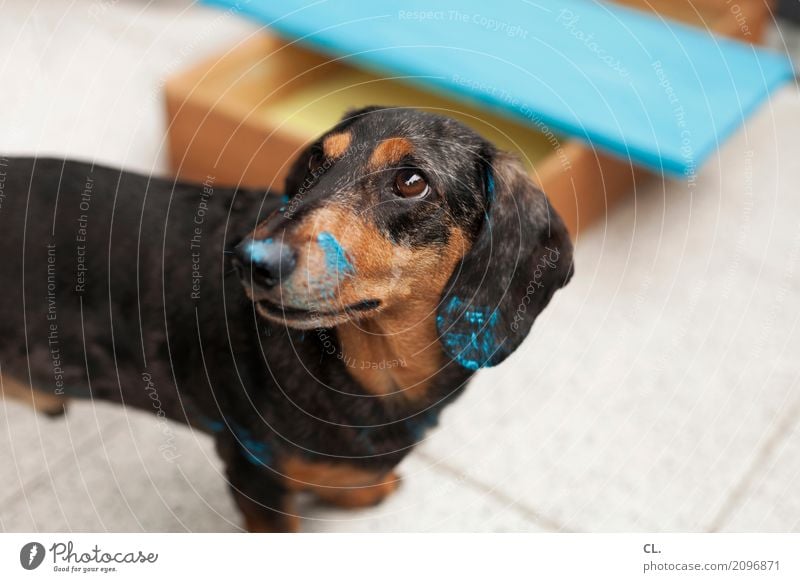 carlson streicht ein brett Häusliches Leben Wohnung Renovieren Umzug (Wohnungswechsel) einrichten Dekoration & Verzierung Möbel Tier Haustier Hund Tiergesicht