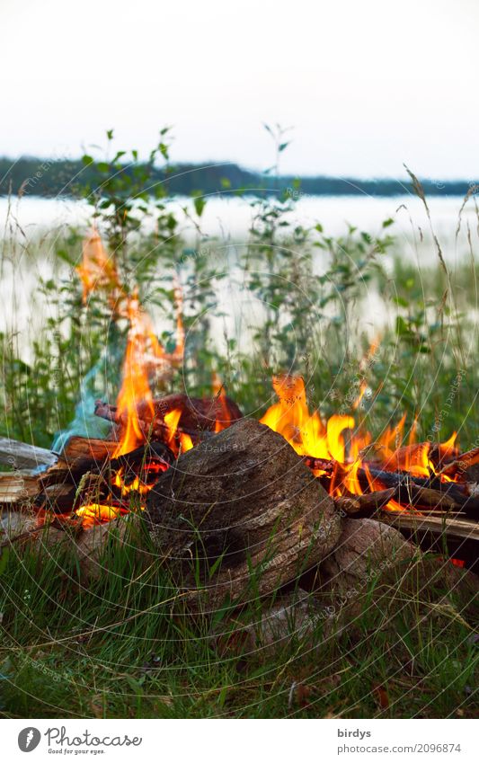 Lebensqualität ruhig Abenteuer Freiheit Camping Sommerurlaub Natur Pflanze Feuer Seeufer ästhetisch frei positiv Wärme wild Lebensfreude Warmherzigkeit achtsam