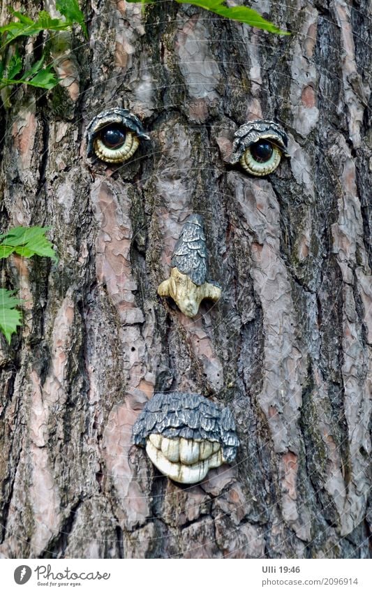 Baumgesicht. Sommer Wald Gesicht Kunstwerk Natur Pflanze Schönes Wetter Menschenleer Oberlippenbart Holz beobachten authentisch frech schön niedlich trocken