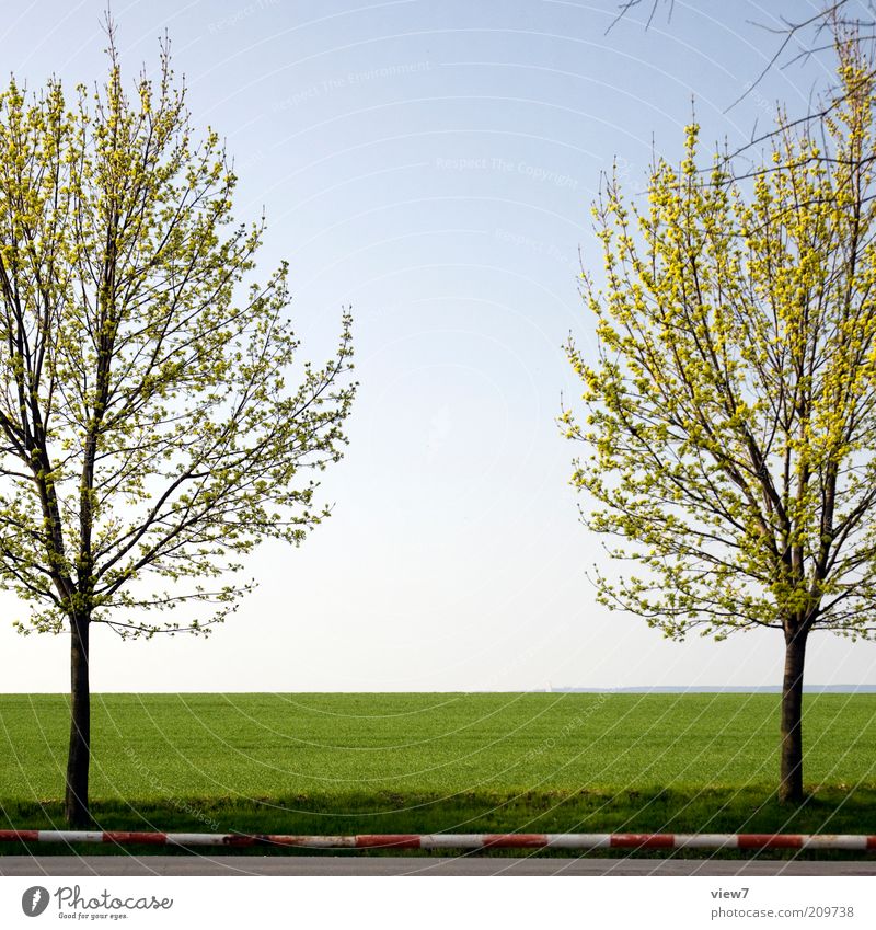 Symetrie Umwelt Natur Landschaft Pflanze Sommer Schönes Wetter Baum ästhetisch dünn einfach einzigartig Ordnung rein schön Stimmung Symmetrie Schranke Feld