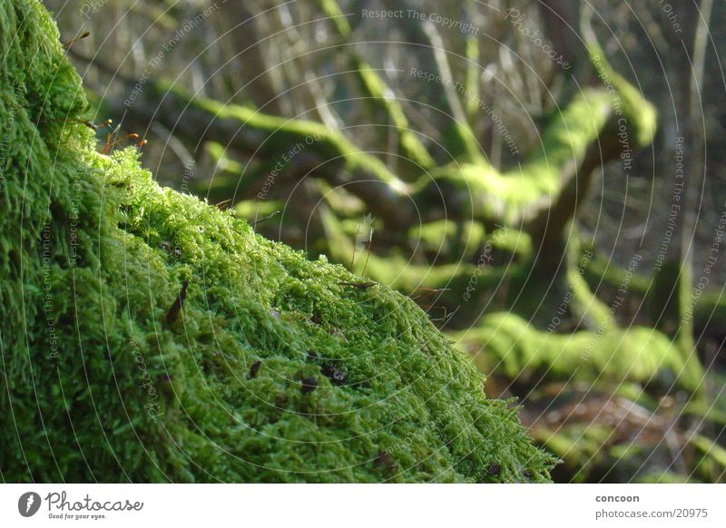 Makromoos Baum grün morsch Moor Verfall Schottland Zweig Ast alt Natur Moos