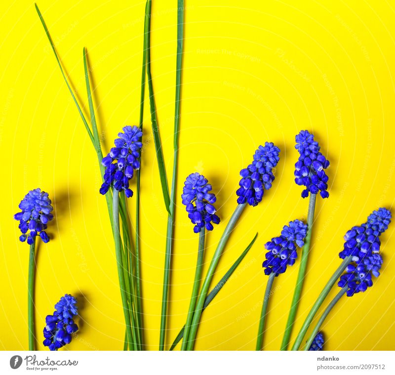 blaue Blumen, Maus Hyazinthe schön Sommer Garten Dekoration & Verzierung Feste & Feiern Valentinstag Natur Pflanze Blatt Blüte Blumenstrauß frisch hell