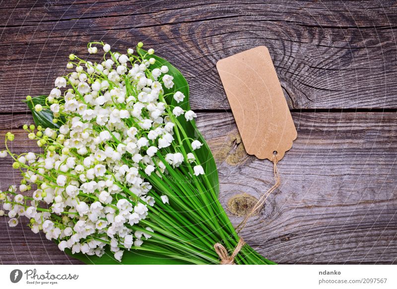 Bouquet von weißen blühenden Maiglöckchen Design schön Garten Dekoration & Verzierung Valentinstag Hochzeit Geburtstag Natur Pflanze Blume Blatt Blüte