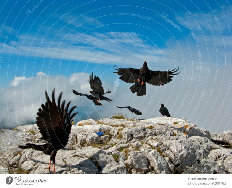 Dolen am Gipfel Tier Wildtier Vogel Tiergruppe Felsen Stein blau grau grün schwarz Flügel Landen Abheben wild ausgestreckt Farbfoto Außenaufnahme Menschenleer