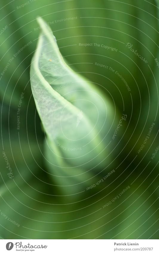 neues Blatt Umwelt Natur Pflanze Frühling Blume Wildpflanze beobachten entdecken Erholung Blick Wachstum ästhetisch einfach schön saftig weich Stimmung Reinheit