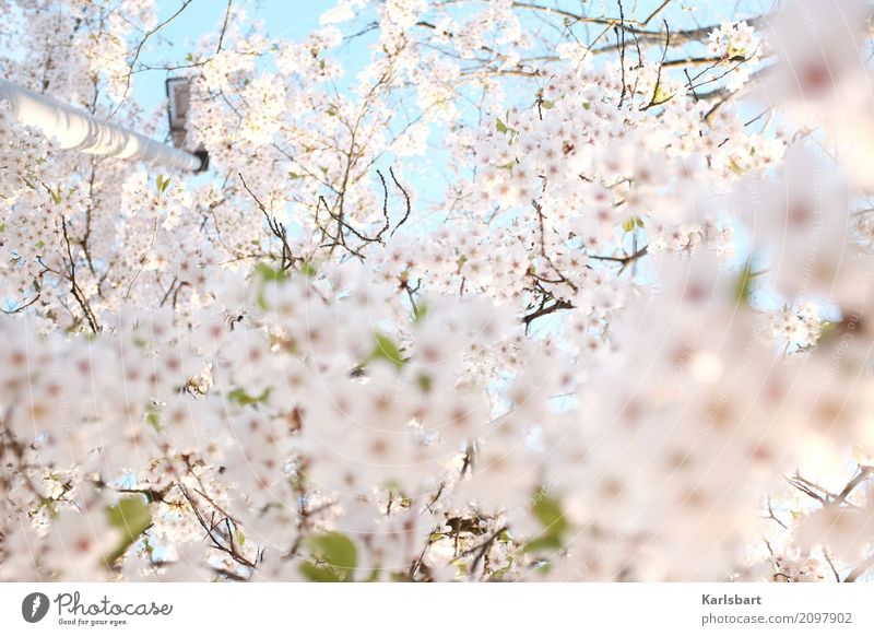 Luftig | Luftig Tralalalala Natur Pflanze Himmel Wolkenloser Himmel Frühling Schönes Wetter Baum Blüte Park hell Beginn Kreativität Stimmung träumen Blühend