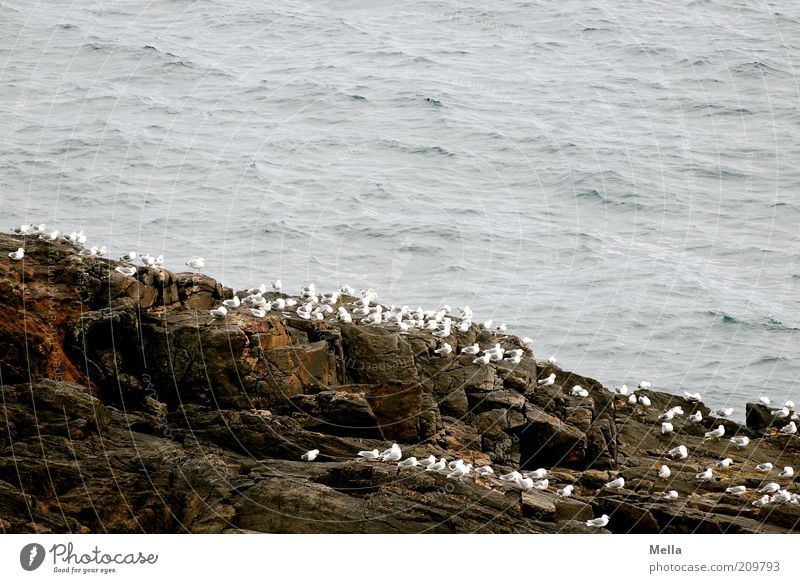 Eins, zwei, drei, ganz viele Umwelt Natur Tier Küste Meer Insel Klippe Felsen Vogel Möwe Tiergruppe Schwarm Stein hocken sitzen warten frei Zusammensein