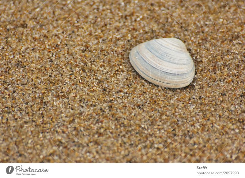 Muschel im Sand Strand Sandstrand Sommerurlaub Muschelschale maritim Nordseestrand Strandmuschel Sommergefühl Sandkörner Nordseemuschel Sandfarben