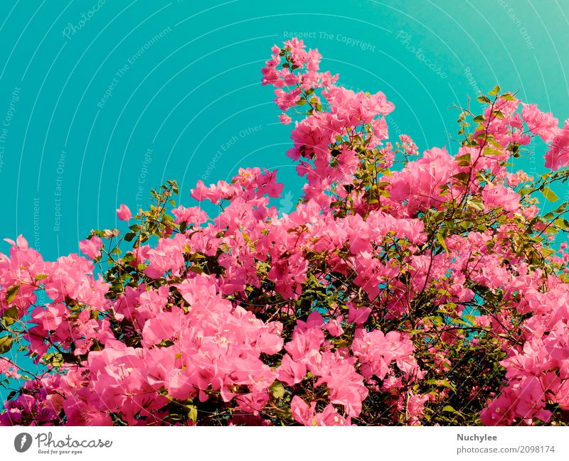 Bush von Bougainvillea Blumen schön Sommer Garten Dekoration & Verzierung Pflanze Blatt Blüte frisch natürlich retro blau grün rosa Romantik Farbe Hintergrund