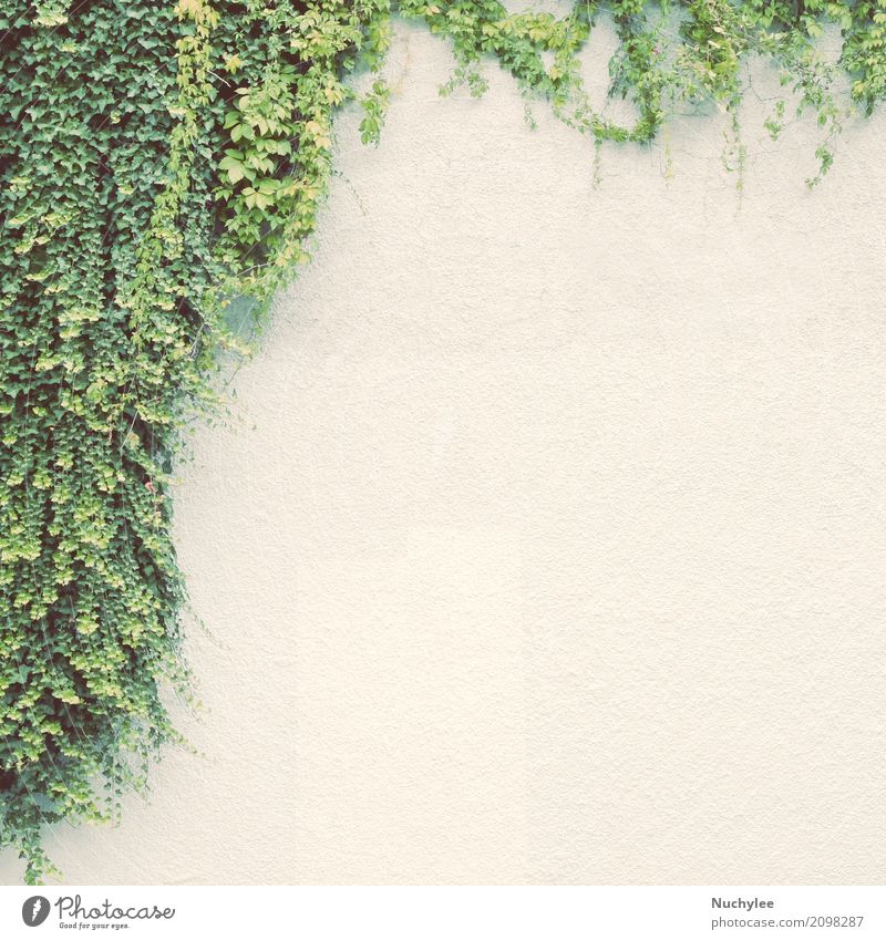 Efeuanlage auf weißer Wand Leben Sommer Garten Dekoration & Verzierung Klettern Bergsteigen Umwelt Natur Landschaft Pflanze Frühling Baum Blatt Wege & Pfade