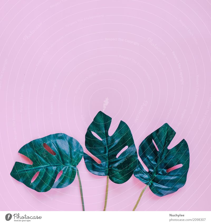 Grüne Palmblätter auf rosa Hintergrund Stil Design Sommer Garten Dekoration & Verzierung Tapete Kunst Natur Pflanze Frühling Blatt Mode Wachstum frisch hell
