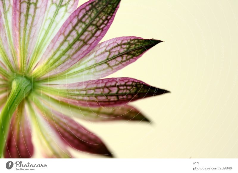 auch ein Rücken kann entzücken... Natur Pflanze Sommer Blume Blüte ästhetisch außergewöhnlich hell schön Spitze grün violett Farbe Stengel Blütenblatt